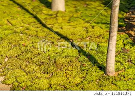 造園業　植樹　植栽工事　苔　スナゴケ 121811373