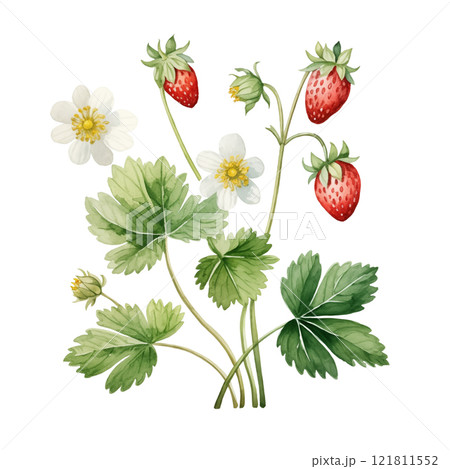 Watercolor wild strawberry isolated on white background. 121811552