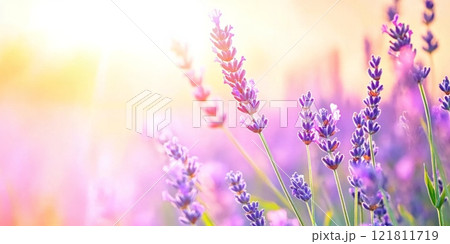 Tranquil lavender field in vibrant colors under a soft sunset providing a serene escape 121811719