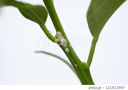 Plant leaf with insect. Garden infestation. Mealybug or aphid close up. Gardening problem Plant leaf with insect. Garden infestation. Mealybug or aphid close up. Gardening problem 121811997