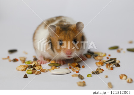Adorable hamster eating seeds on white background Adorable hamster eating seeds on white background 121812005