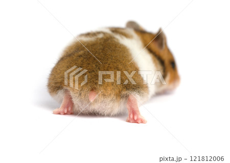 Fluffy Syrian hamster tail and back on white background. Animal pet Fluffy Syrian hamster tail and back on white background. Animal pet 121812006