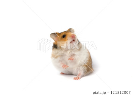 Cute small hamster with golden fur standing and looking up on white background Cute small hamster with golden fur standing and looking up on white background 121812007