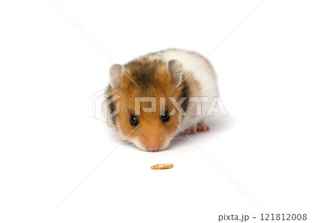 One small golden hamster portrait 121812008
