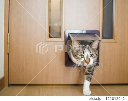 猫用のドアから部屋に入る猫 猫用のドアから部屋に入る猫 121812042
