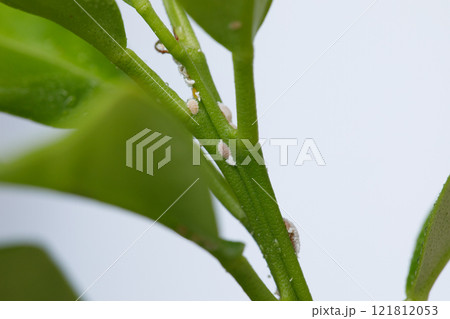Plant leaf with insect. Mealybug on tree close up. Gardening problem, damaged flower houseplant 121812053