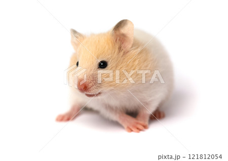 Domestic hamster isolated on white background Domestic hamster isolated on white background 121812054