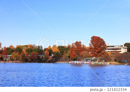 【東京都】快晴の不忍池の紅葉（上野恩賜公園） 121812334