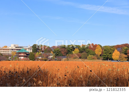 【東京都】快晴の不忍池辯天堂（上野恩賜公園） 121812335