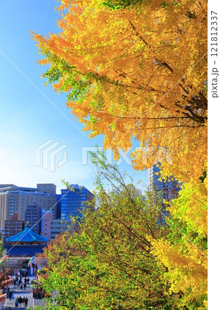 【東京都】快晴の不忍池辯天堂とイチョウ（上野恩賜公園） 121812337