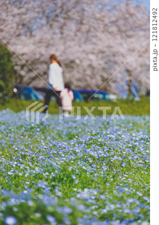 桜咲くネモフィラ畑を散歩する親子 121812492