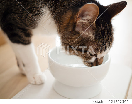 水を飲む猫 121812563