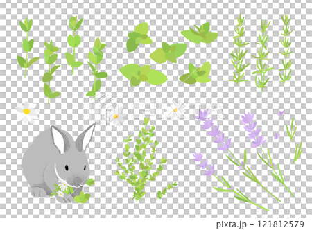 ハーブとウサギの手描きイラストセット 121812579