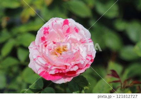 ガーデニング　バラの花、 121812727