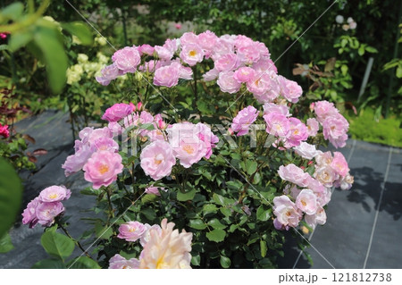 ガーデニング　バラの花、 121812738