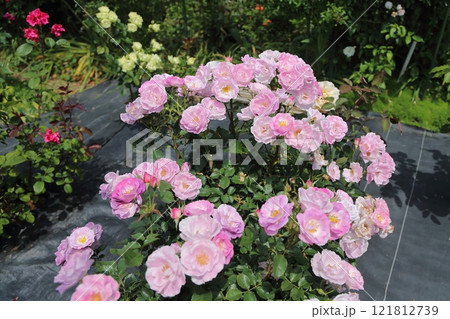 ガーデニング バラの花、 ガーデニング バラの花、 121812739