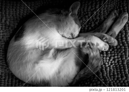 眠り猫~モノクロームVer.~ 眠り猫~モノクロームVer.~ 121813201