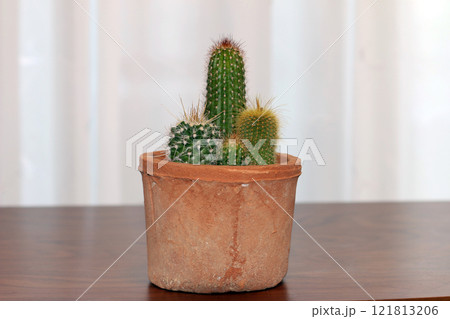 観葉植物サボテン 観葉植物サボテン 121813206