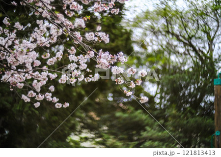 桜咲く 桜咲く 121813413