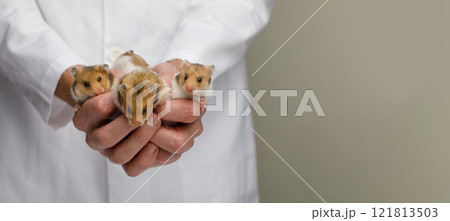 Vet holds a hamster in his hands on gray background, selective focus 121813503
