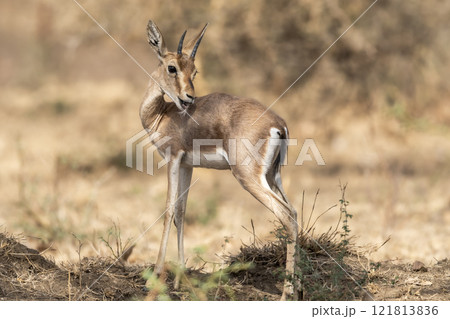 Chinkara or Indian gazelle or Gazella bennettii an Antelope portrait licking cleaning body in natural environment at ranthambore national park forest tiger reserve sawai madhopur rajasthan india asia 121813836