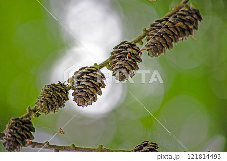 Close up of pine cones on a branch with blurred green background 121814493