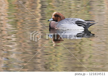 ヒドリガモ雄 121814511