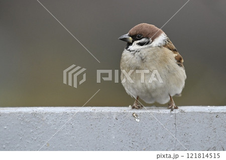 スズメ 121814515