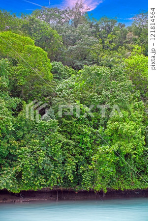 Tropical lagoon with turquoise water and lush rainforest in the background 121814564