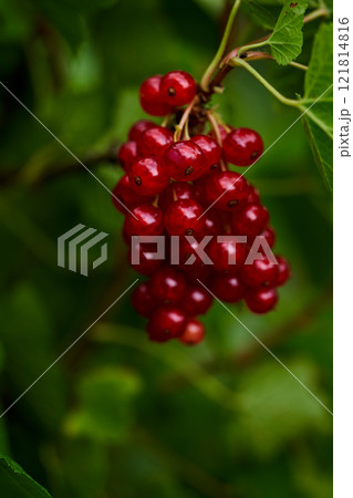 Branch of ripe red currant in a home garden 121814816