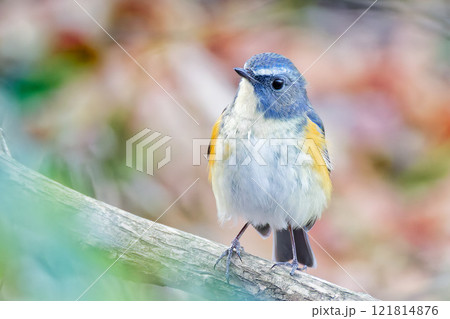 森にいるルリビタキの雄 121814876