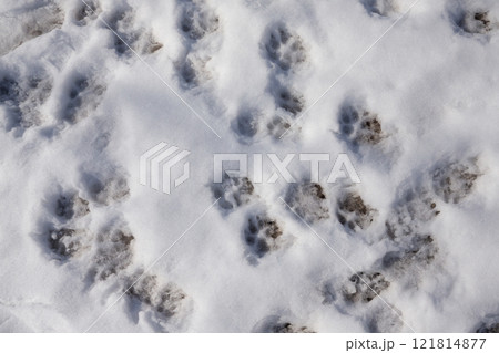 【ウクライナ】東部ドンバス地方の村の雪原に残る動物の足跡 121814877