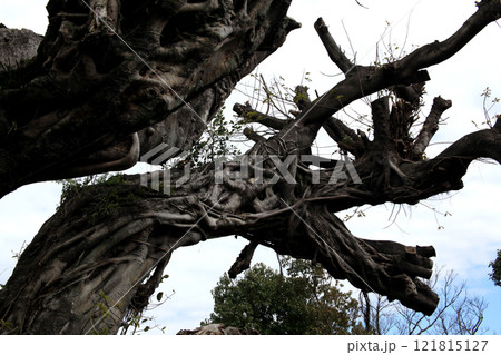 熊本県宇城市松合 田尾崎アコウの木 熊本県宇城市松合 田尾崎アコウの木 121815127