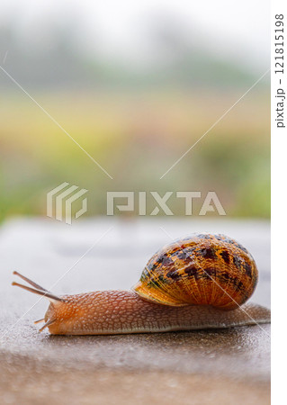 A snail crawls along a rough surface. Gastropods with an external shell 121815198