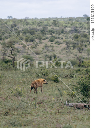 Safari in South African savannah. Red spotted hyena stands near low trees Safari in South African savannah. Red spotted hyena stands near low trees 121815199