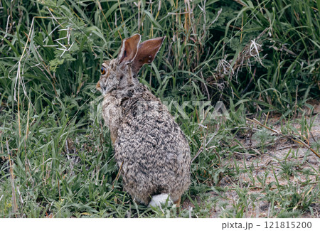 Bloated mites feed on animals. Sick wild hare with ticks attached to its ears 121815200