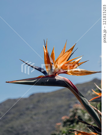 Strelitzia reginae, Paradise Bird flower. African flowers Strelitzia reginae, Paradise Bird flower. African flowers 121815203
