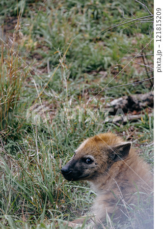 Kruger National Park safari, Close up portrait spotted hyena looking at camera 121815209