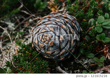 cedar pine cone closeup on green bush cedar pine cone closeup on green bush 121815216