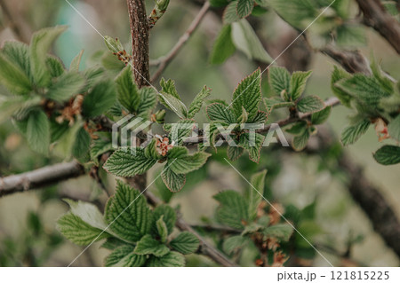 Blossom tree natural background soft green color. Spring nature, selective focus Blossom tree natural background soft green color. Spring nature, selective focus 121815225