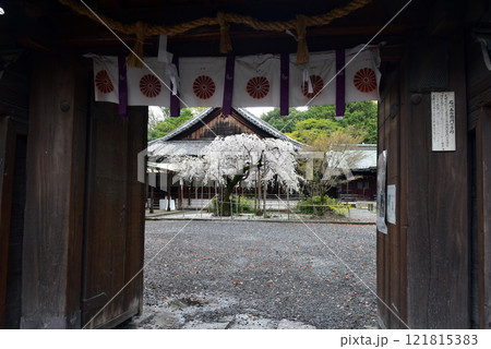 水無瀬神宮のシダレサクラ 水無瀬神宮のシダレサクラ 121815383
