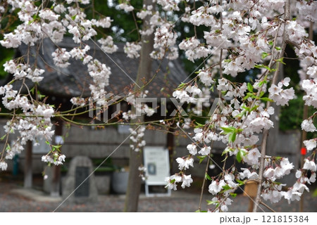水無瀬神宮のシダレサクラ 水無瀬神宮のシダレサクラ 121815384