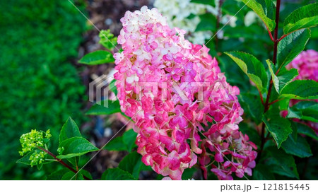 Closeup of a beautiful flower in full bloom with a blurred background 121815445