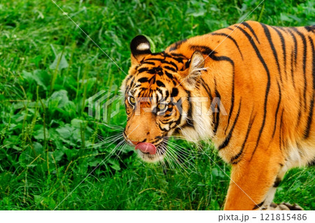 Stunning Close-up of a Majestic Tiger Roaming Freely in Its Natural Wild Habitat in the Forest Stunning Close-up of a Majestic Tiger Roaming Freely in Its Natural Wild Habitat in the Forest 121815486
