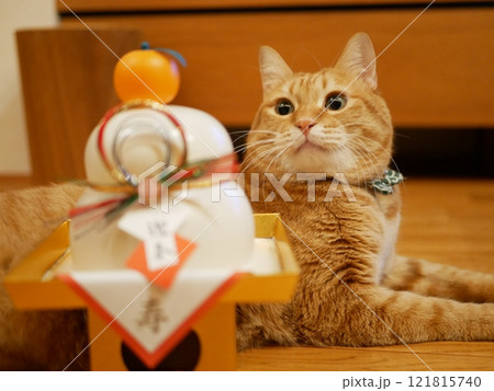 鏡餅を見つめる茶トラ猫 鏡餅を見つめる茶トラ猫 121815740