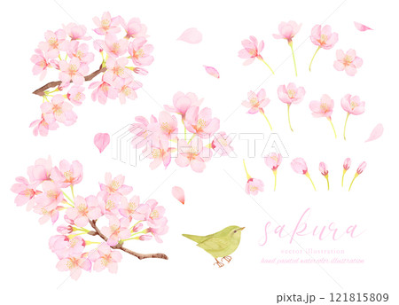 鶯と桜の花のかわいいカットイラスト素材 121815809