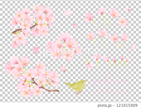 鶯と桜の花のかわいいカットイラスト素材 121815809