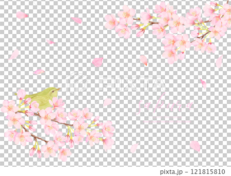Cute illustration material of nightingale and cherry blossoms 121815810