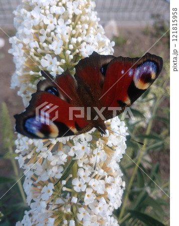 Colorful butterfly perched on white blooming flower in a sunny garden setting 121815958