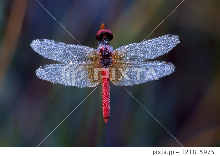 八丁トンボ　世界一小さいトンボ 121815975